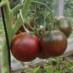Gypsy Tomato Seeds 1.65 - 1