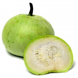 Σπόροι κολοκύνθης Tinda, μήλο κολοκύθας (Praecitrullus fistulosus) 2.35 - 1
