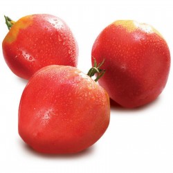 Tomato Seeds VAL Variety from Slovenia 2 - 1