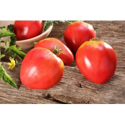 Tomato Seeds VAL Variety from Slovenia 2 - 3