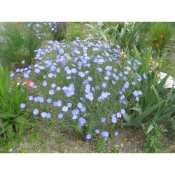Flerårig lin, blå lin, ludd frön (Linum perenne) 2.95 - 3