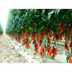 Napoli Tomato Seeds 1.85 - 3