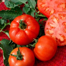 Tomato Seeds Saint Pierre 1.5 - 4