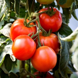 Tomato Seeds Saint Pierre 1.5 - 2