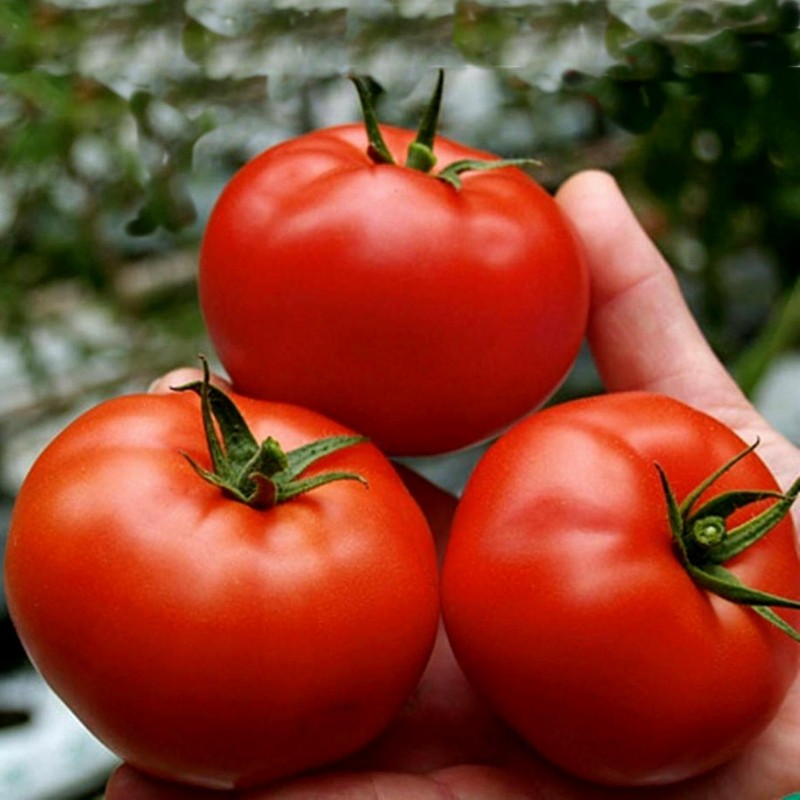 Tomato Seeds Saint Pierre 1.5 - 1