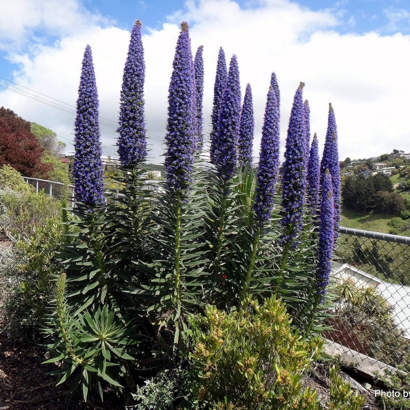 Blauer Riesen-Natternkopf Riesige Blumenpryramide duftet nach Rosen Samen 