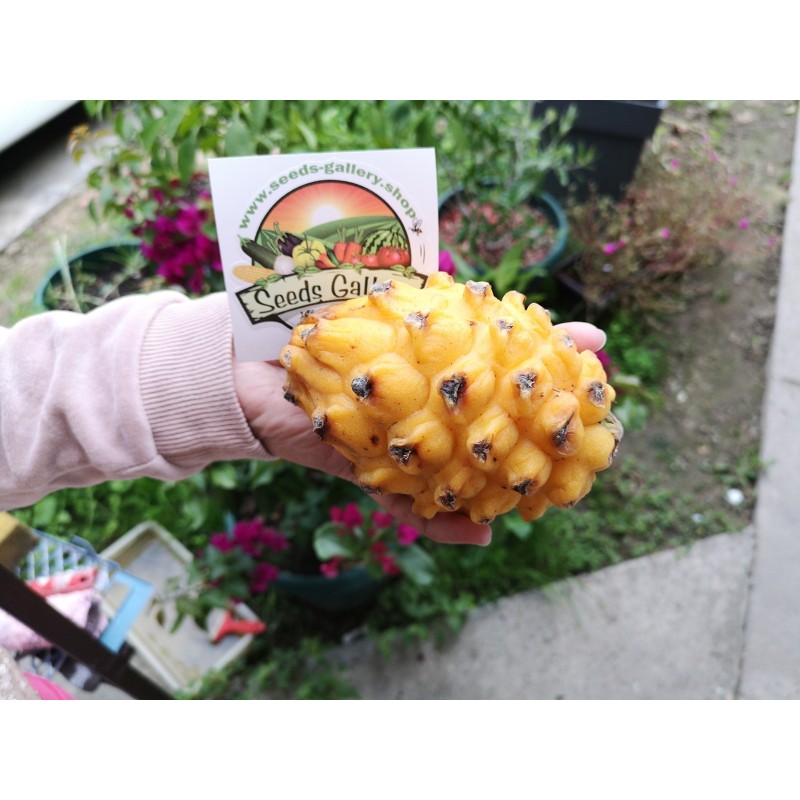 Pitaya Jaune, Graines de Fruit du Dragon Jaune (Selenicereus megalanthus) | 2,50 €