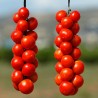 Graines de tomates suspendues espagnoles | 1,75 €