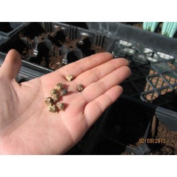 New Zealand Spinach Seeds (Tetragonia tetragonoides) 1.85 - 6