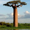 Sementes de Baobá (Baobab) (Adonsonia digitata) | 1,95 €
