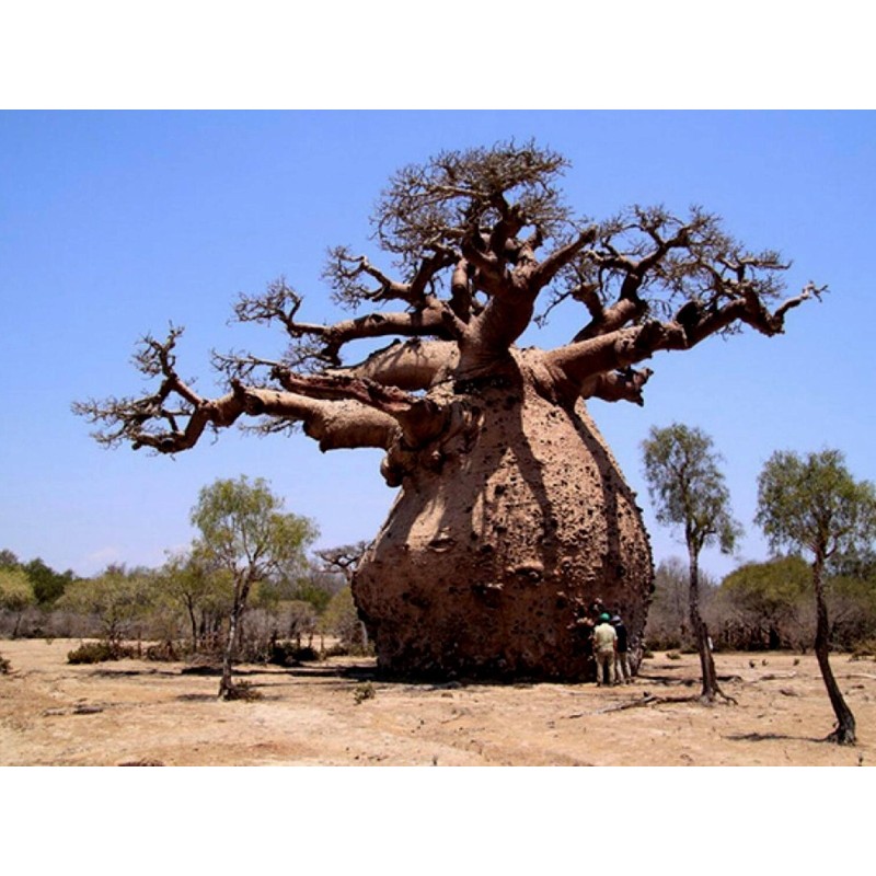 Baobab Drvo Zivota Seme (Adonsonia digitata) | 1,95 €