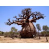 Affenbrotbaum BAOBAB Samen (Adonsonia digitata) | 1,95 €