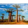 Baobab Seeds (Adonsonia digitata) | 1,95 €