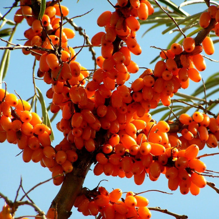 Havtorn Frön (Hippophae rhamnoides) | 1,85 €