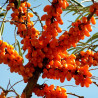 Havtorn Frön (Hippophae rhamnoides) | 1,85 €