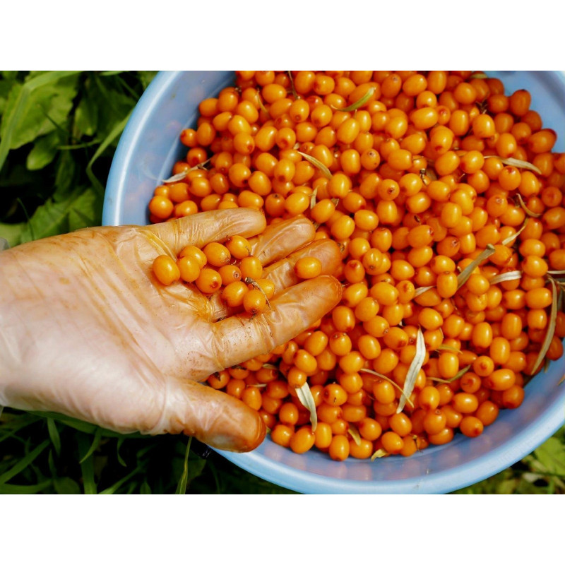 Havtorn Frön (Hippophae rhamnoides) | 1,85 €