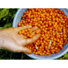 Havtorn Frön (Hippophae rhamnoides) | 1,85 €