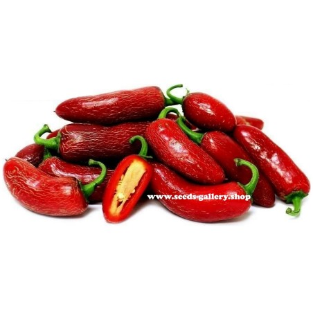 Jalapeno Early Chili Samen | 1,95 €