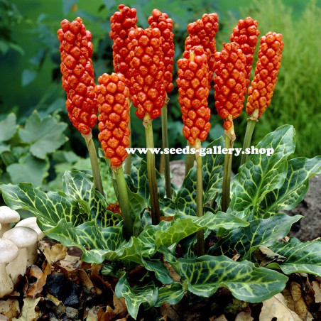 Arum Seeds, Snakeshead, Adder's Root (Arum maculatum) | 2,25 €