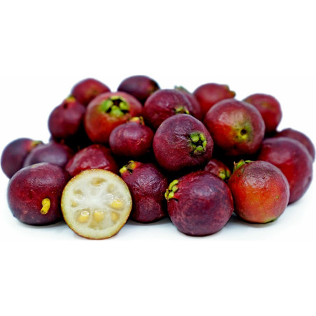Strawberry Guava Seeds (Psidium cattleianum) 1.5 - 1