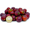 Strawberry Guava Seeds (Psidium cattleianum) 1.5 - 1