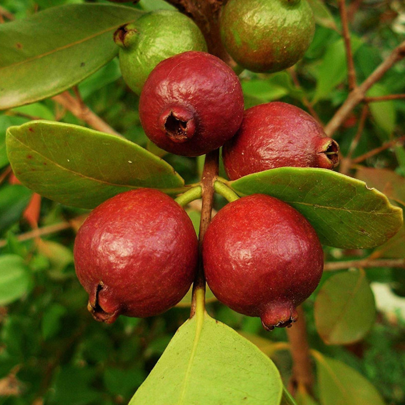 Strawberry Guava Seeds (Psidium cattleianum) 1.5 - 2