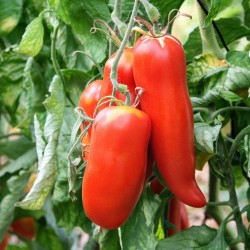 Rare Tomato ANDINE CORNUE Heirloom Organic Seeds 1.95 - 2