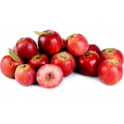 Siberian Crab Apple Seeds - Fast, Fragrant, Hardy (Malus baccata) 1.75 - 1