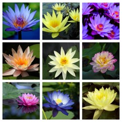 Sacred Lotus Seeds mixed colors (Nelumbo nucifera) 2.55 - 1