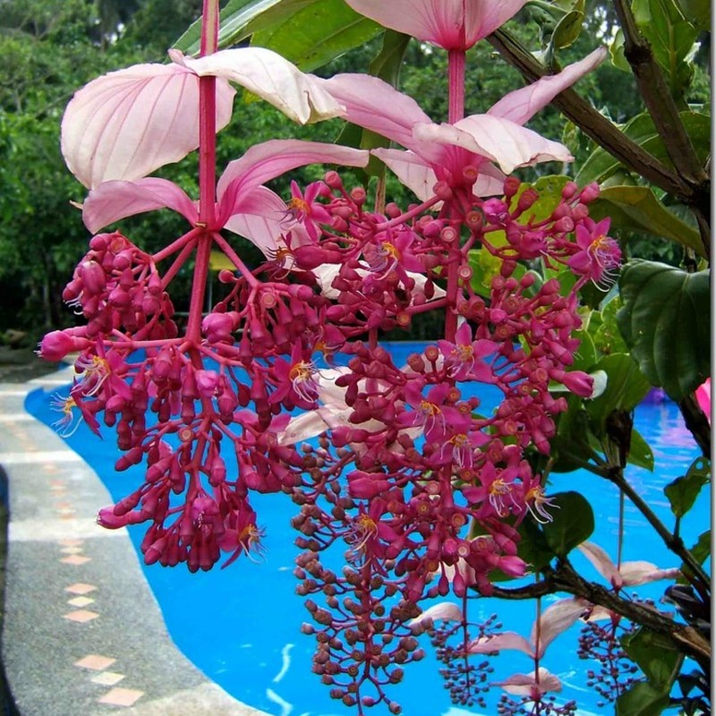 Semi di Uva Rosa (Medinilla magnifica) | 4,50 €