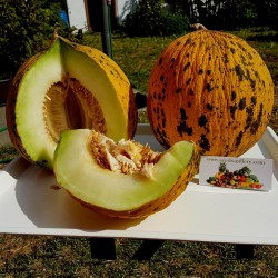 Golden Head or Thrace Melon Seeds – Best Greek Melon 1.55 - 1