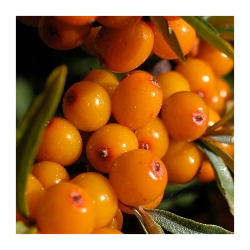 Havtorn Frön (Hippophae rhamnoides) | 1,85 €
