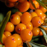 Havtorn Frön (Hippophae rhamnoides) | 1,85 €