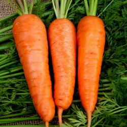 Graines de carotte Flakkee 2.049999 - 1