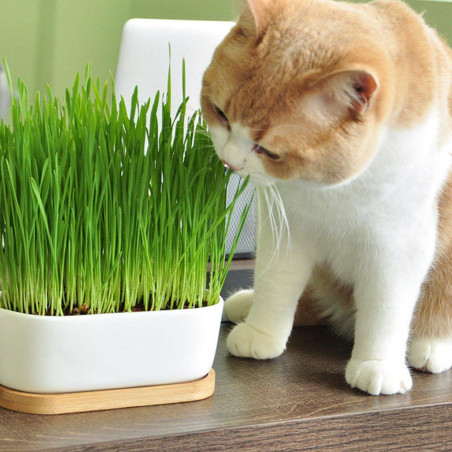 Katzengras Samen (Dactylis glomerata) | 1,95 €