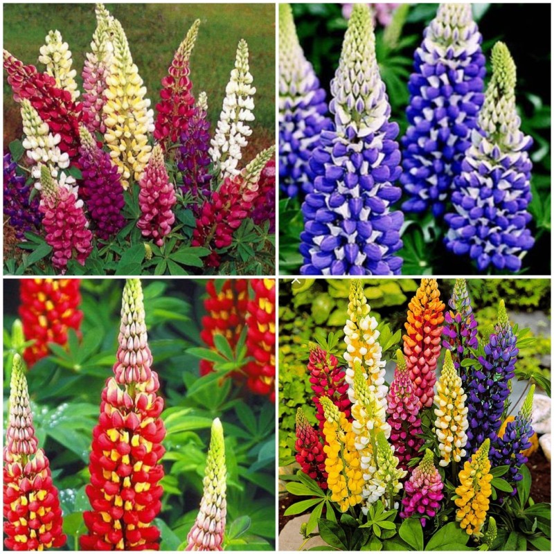 Lupine Lupinen Samen (Lupinus polyphyllus) | 1,50 €