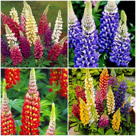 Graines de Rois Lupin Mix (Lupinus Polyphyllus) | 1,50 €