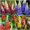 Σπόροι Βασιλέων λούπινου Russell Mix (Lupinus Polyphyllus) | 1,50 €