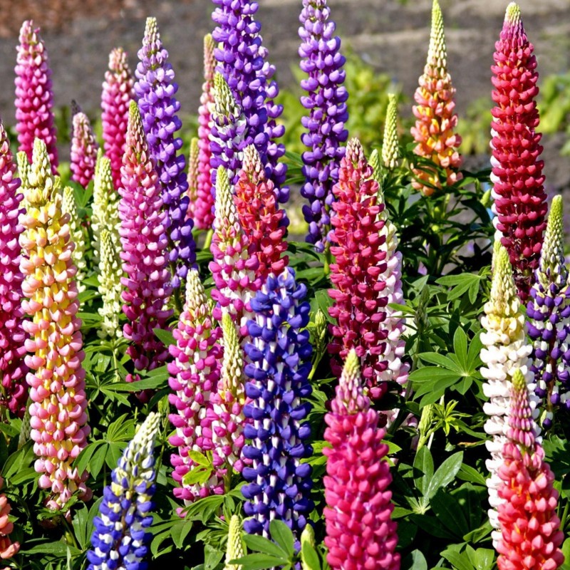 Σπόροι Βασιλέων λούπινου Russell Mix (Lupinus Polyphyllus) | 1,50 €