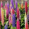 Kings Lupin Blomster Frön (Lupinus Polyphyllus) | 1,50 €