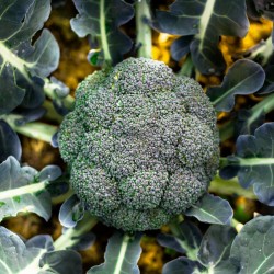 Broccoli Ramoso Calabrese Seeds 1.95 - 2