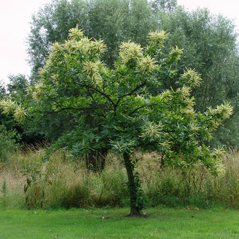 Edelkastanie - Esskastanie Samen (Castanea sativa) | 2,50 €