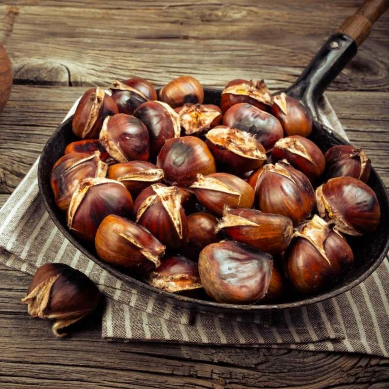 Äkta kastanj Frön (Castanea sativa) | 2,50 €