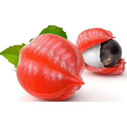 Price: €4.25 - Semillas de Guaraná (Paullinia Cupana) - 