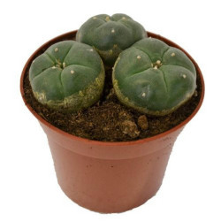 Semillas de peyote o hikuri (Lophophora williamsii)  - 5