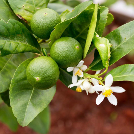 Semințe de tei persan (Citrus latifolia) | 1,95 €