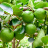 Tahitilime Frön (Citrus ×latifolia) | 1,95 €