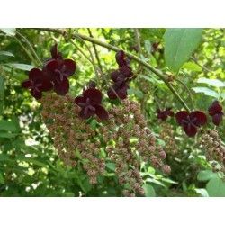 Graines de Vigne Chocolat (Akebia trifoliata)  - 8