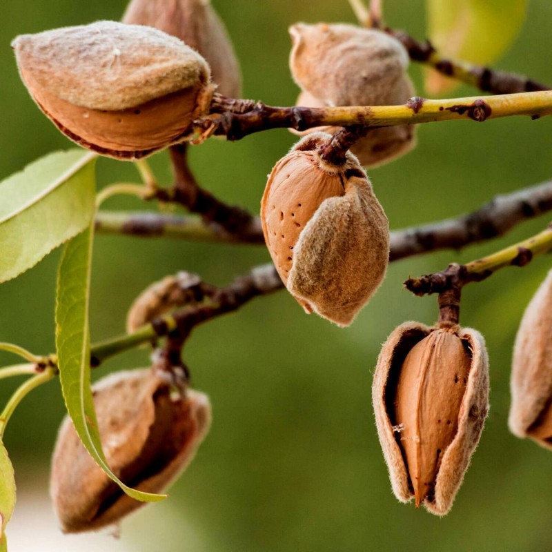 Süßmandel - Mandelbaum Samen (Prunus dulcis) | 2,55 €