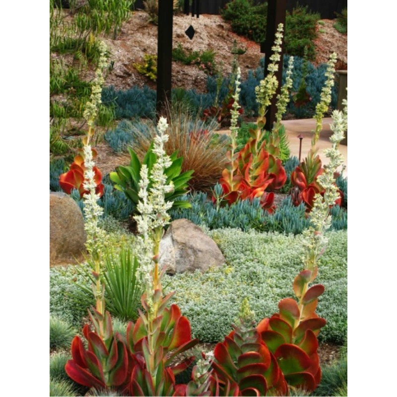 Kalanchoe Thyrsiflora Fröer | 3,25 €